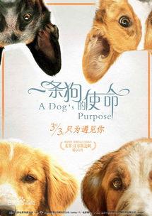 一条狗的使命在线观看,一条狗的使命观影指南  第1张