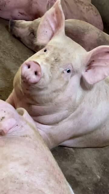 小胖猪是谁爆料的视频,揭秘视频背后的惊人真相  第1张